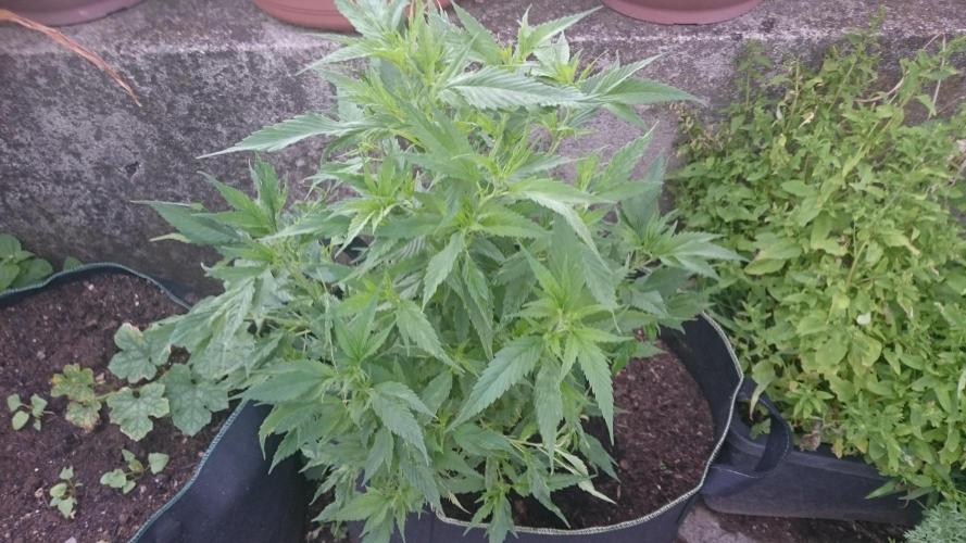 Mimosa Shot. Week 3