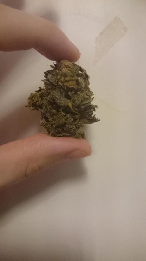 Lady Ambrosia. Week 16