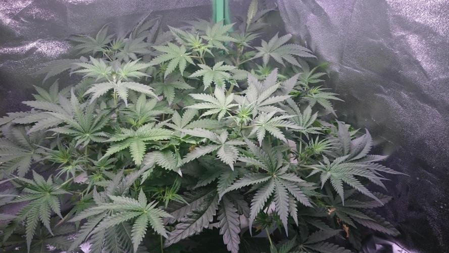 Tropical Swirl. Week 4