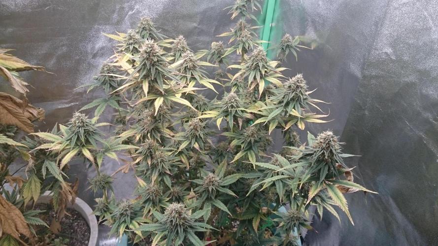 Grandmommy Purple. Week 10