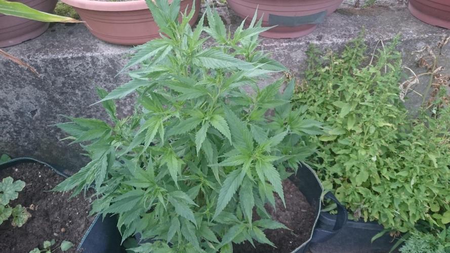 Lady LAdy. Week 9