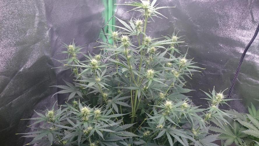 Gorilla Cookies Auto. Week 3