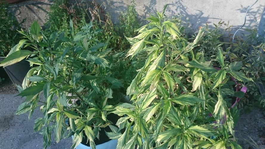 Variegated Delight©. Week 7