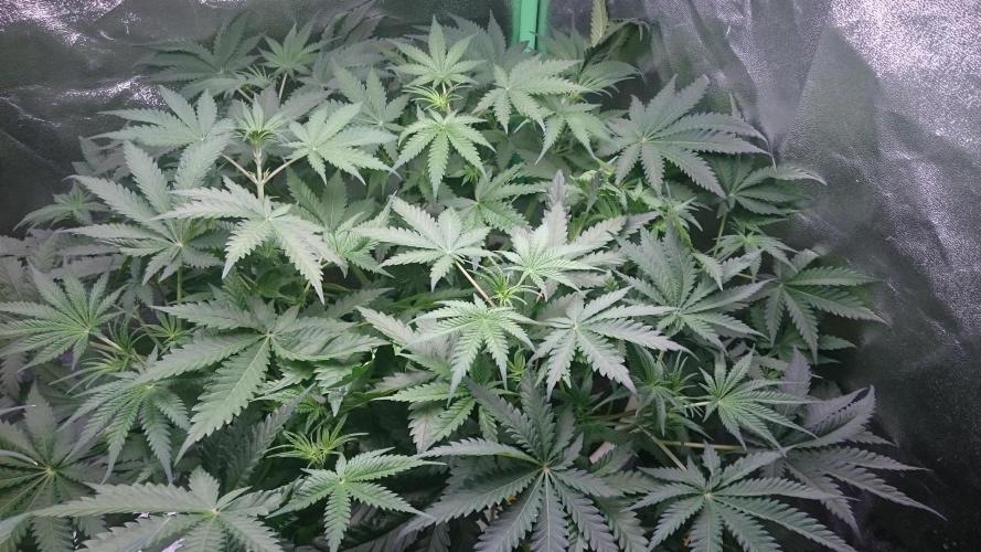 Tropical Swirl. Week 4