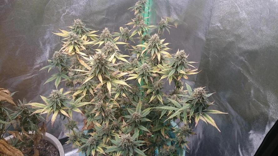 Grandmommy Purple. Week 10