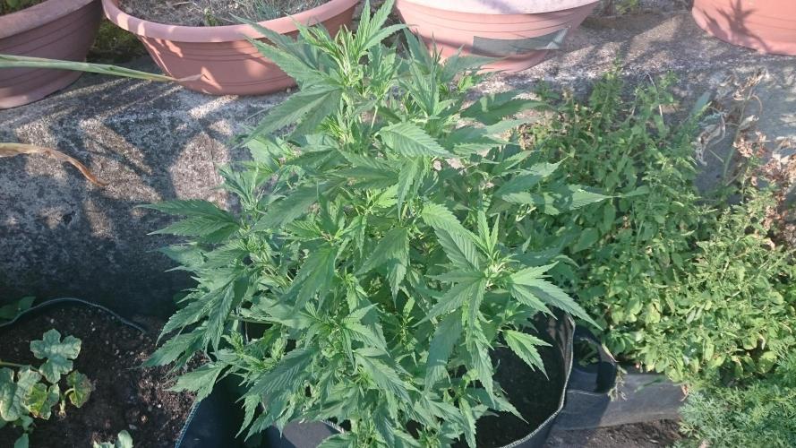 Lady LAdy. Week 9