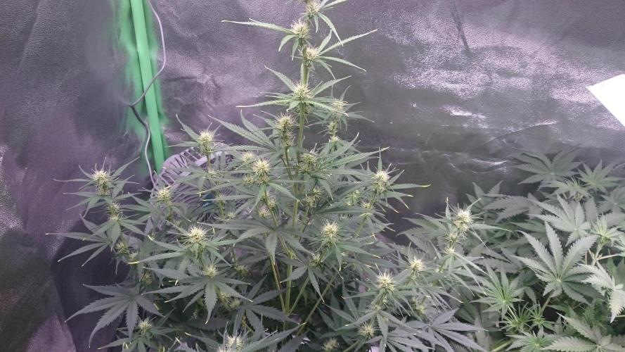 Gorilla Cookies Auto. Week 3