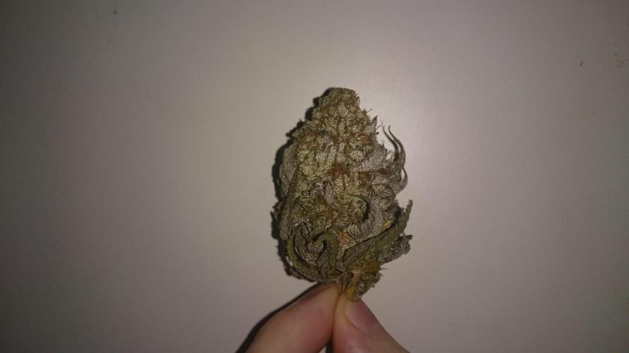 Lady Ambrosia. Week 16