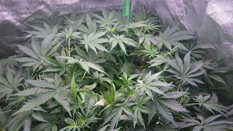 Tropical Swirl. Week 4