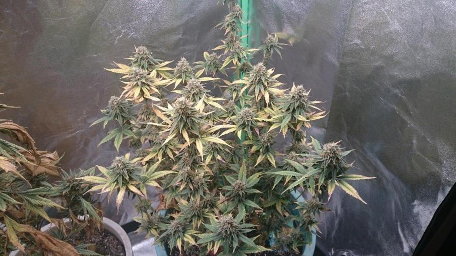 Grandmommy Purple. Week 10