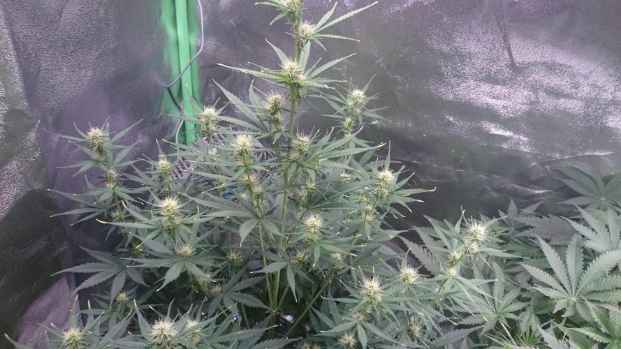 Gorilla Cookies Auto. Week 3