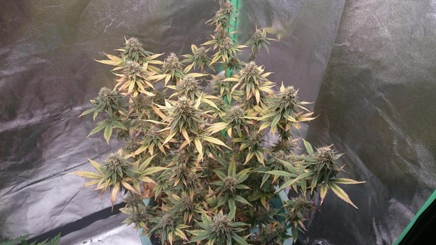 Lady Magyklenia. Week 10 - 6