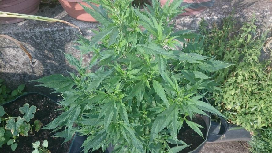 Lady LAdy. Week 9