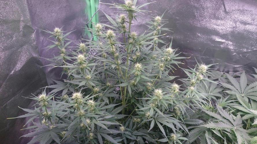Gorilla Cookies Auto. Week 3