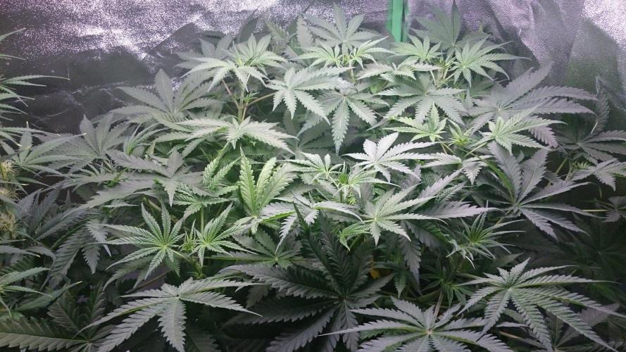 Lady Hidaya. Week 4