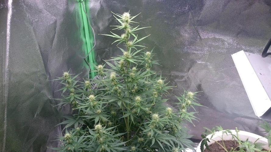 Gorilla Cookies Auto. Week 4