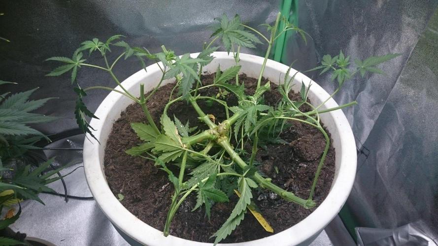 Lady Hidaya. Week 4