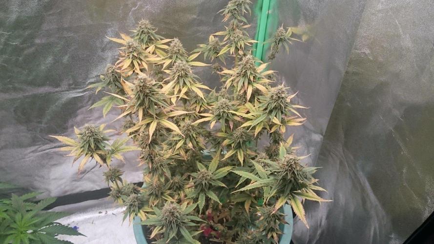 Lady Magyklenia. Week 10 - 7