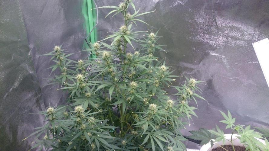 Gorilla Cookies Auto. Week 4