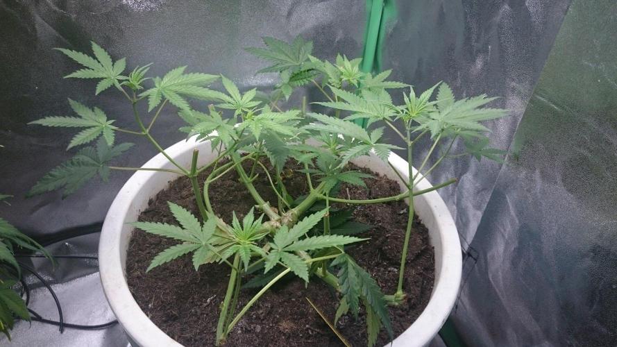 Tropical Swirl. Week 4