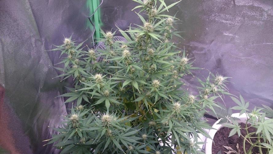 Gorilla Cookies Auto. Week 4