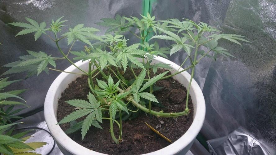 Tropical Swirl. Week 4
