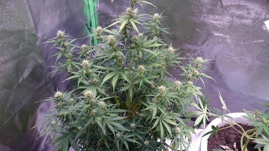 Gorilla Cookies Auto. Week 4