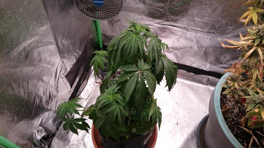 Mimosa Shot. Week 4