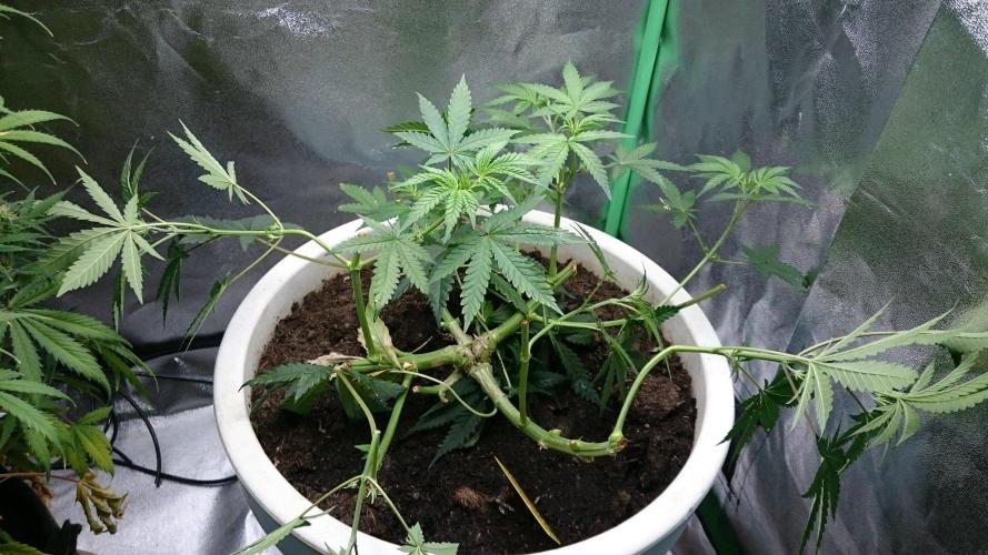 Tropical Swirl. Week 4