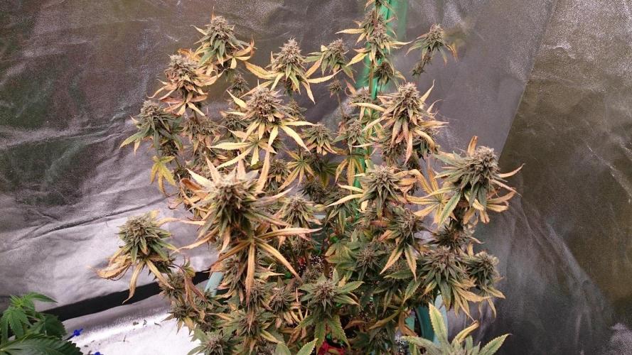 Grandmommy Purple. Week 11