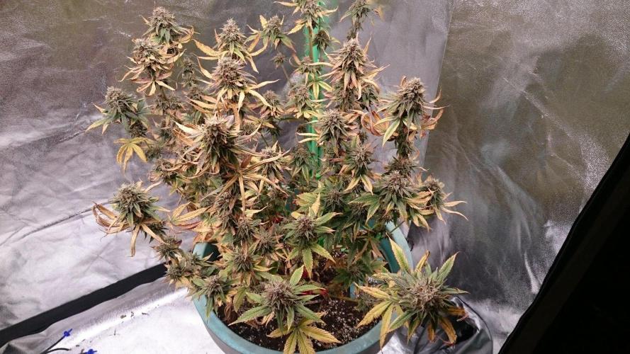 Grandmommy Purple. Week 11