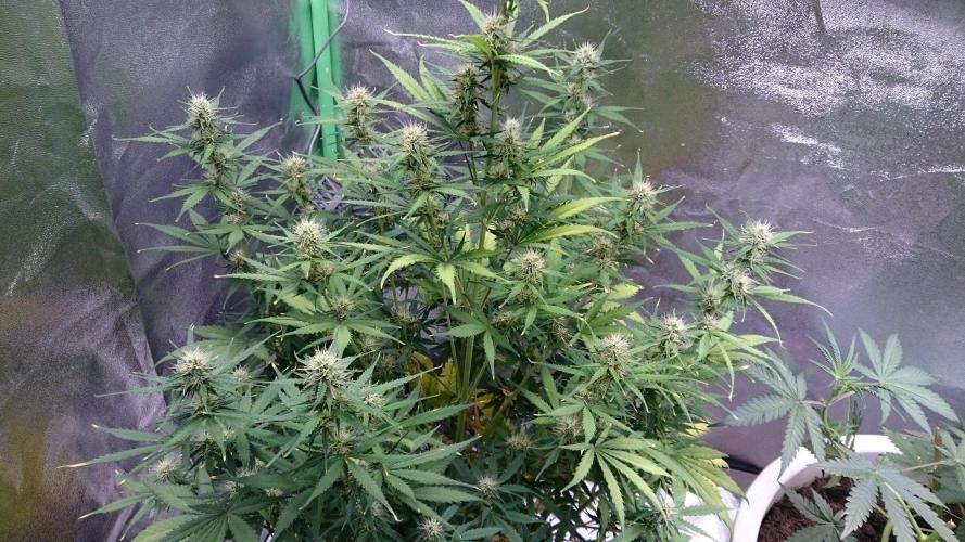 Lady Emma. Week 4 - 46