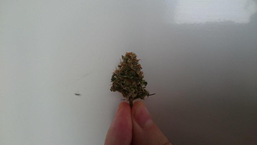 Jaw Breaker. Week 10