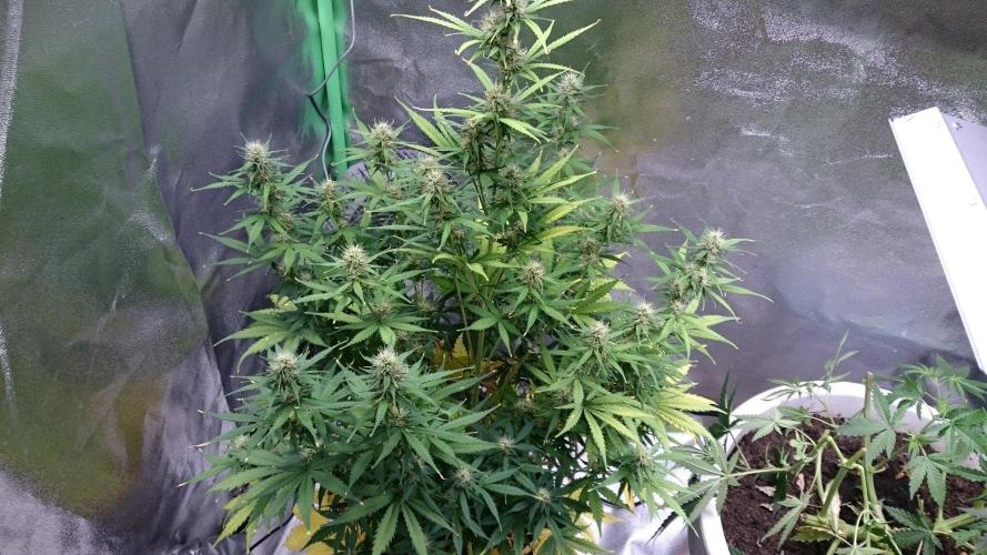 Lady Emma. Week 4 - 47