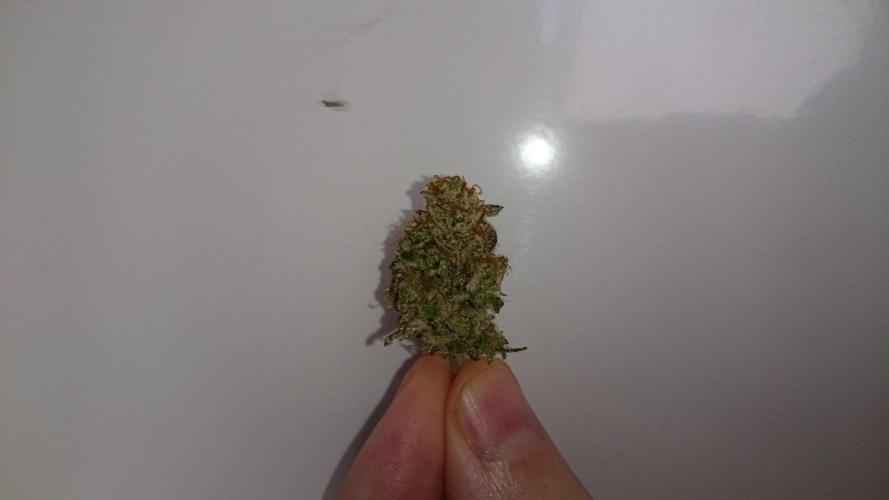 Jaw Breaker. Week 10