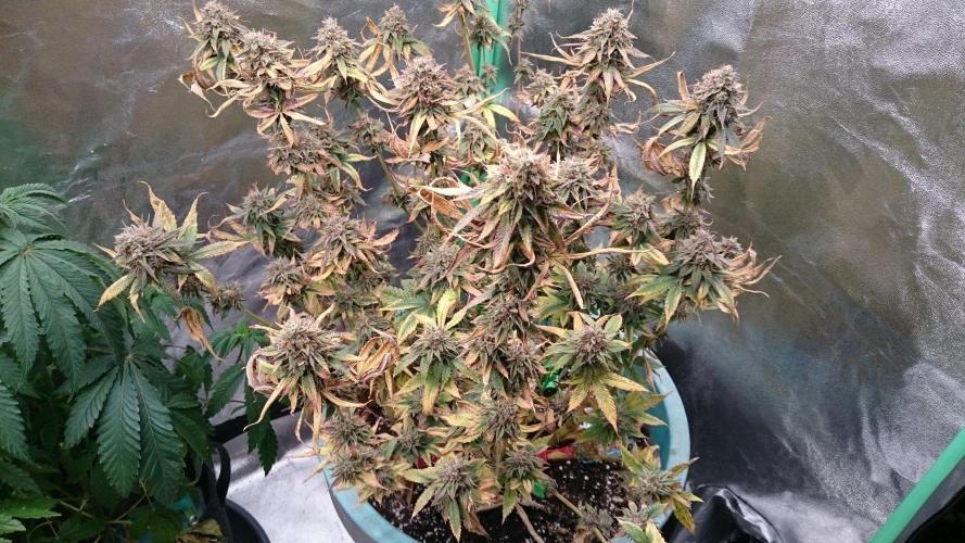 Grandmommy Purple. Week 11