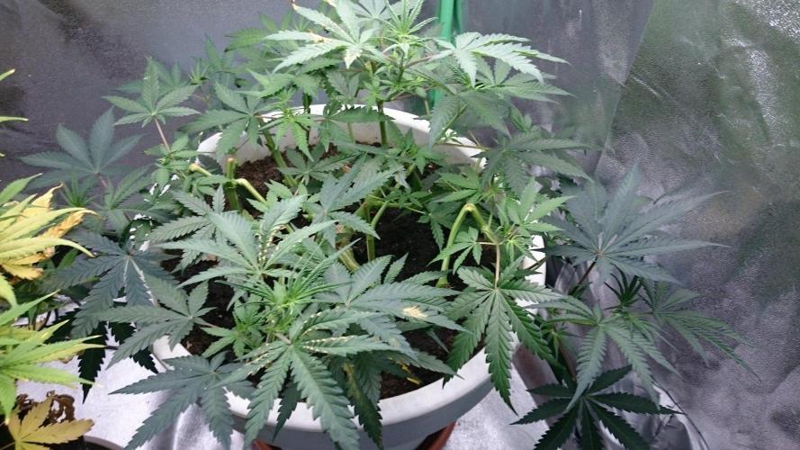 Lady Hidaya. Week 5