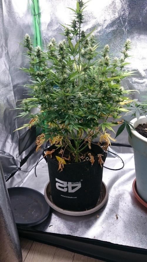 Lady Emma. Week 4 - 49