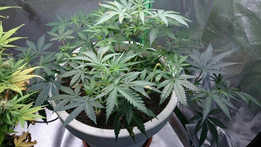 Tropical Swirl. Week 5