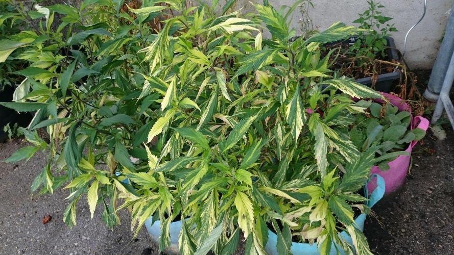 Variegated Delight© Regular. Week 7