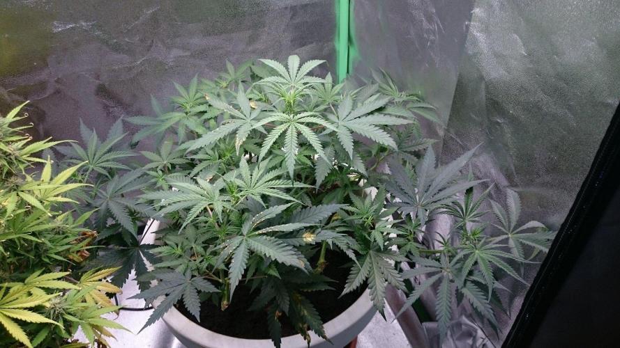 Tropical Swirl. Week 5