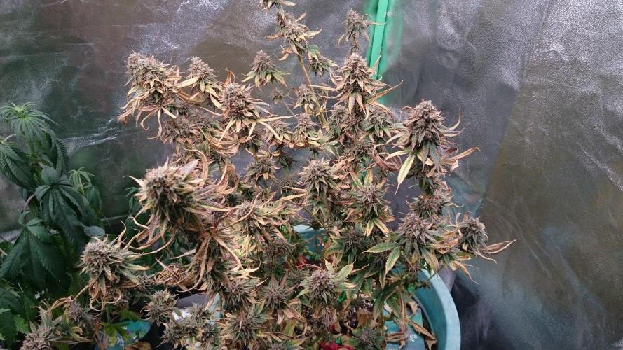 Grandmommy Purple. Week 11