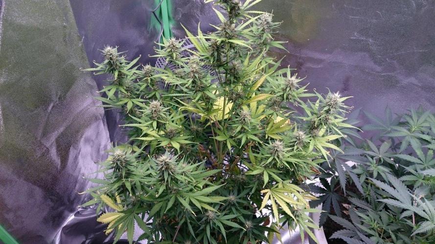 Gorilla Cookies Auto. Week 5