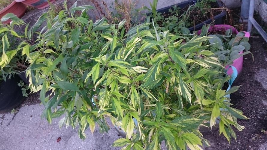 Variegated Delight© Regular. Week 7