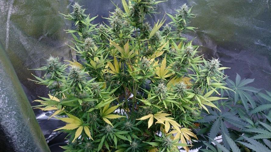 Gorilla Cookies Auto. Week 5