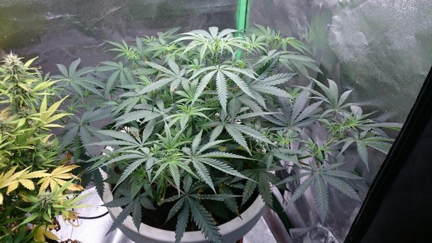 Tropical Swirl. Week 5