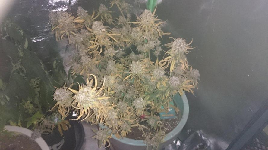 Grandmommy Purple. Week 11