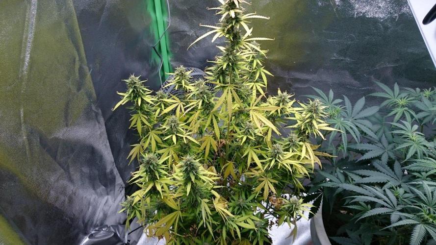 Gorilla Cookies Auto. Week 5