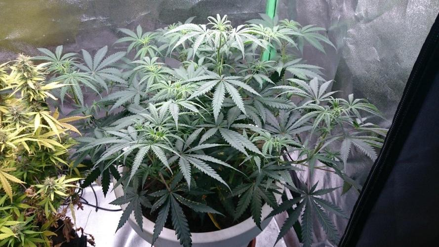 Tropical Swirl. Week 5