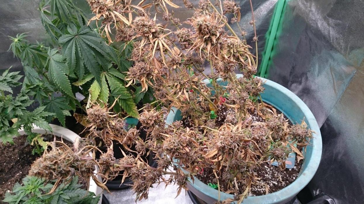 Lady Magyklenia. Week 12